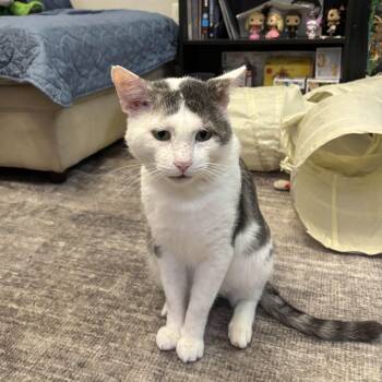 Rescue Domestic Short Hair Cats for Adoption in Weehawken Township, New Jersey - Valentino | PetCurious