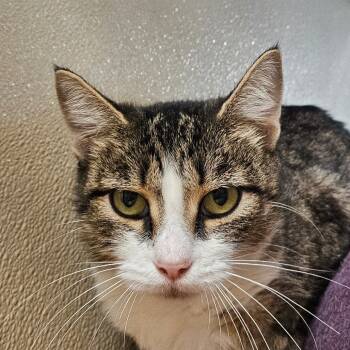 Rescue Domestic Short Hair Cats for Adoption in Chatham, Virginia - Beatrice | PetCurious