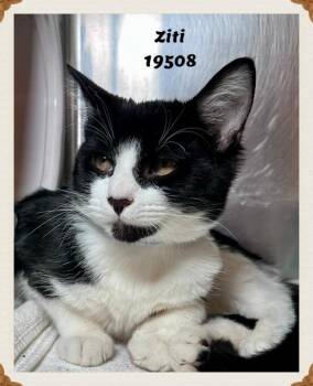 ZITI -  Domestic Short Hair and Tuxedo Cat Available for Adoption in Marietta, Georgia - ZITI | PetCurious