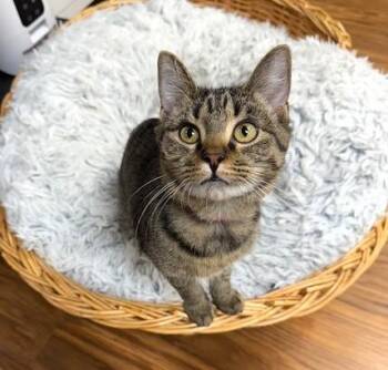 Rescue Domestic Short Hair Cats for Adoption in Medina, Ohio - Zsa Zsa | PetCurious