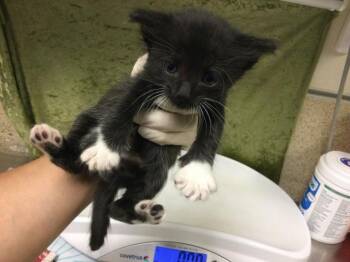 Domestic Short Hair Cats Available for Adoption in Riverside, California - RALPH LAUREN | PetCurious