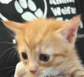 JENNIE -  Domestic Short Hair Cat for Adoption in Fort Walton Beach, Florida - JENNIE | PetCurious