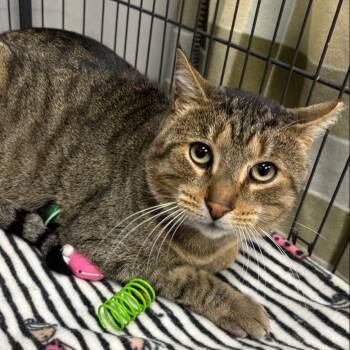 Rescue Domestic Short Hair Cats for Adoption in Buffalo, New York - Coffee | PetCurious