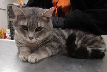 Sir(654) -  Domestic Short Hair Cat for Adoption in Marietta, Georgia - Sir(654) | PetCurious