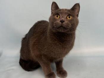 Meatball -  Domestic Short Hair Cat for Adoption in Golden Valley, Minnesota - Meatball | PetCurious