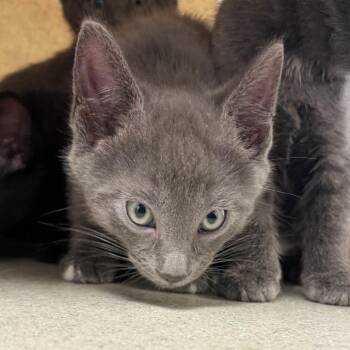 Domestic Short Hair Cats Available for Adoption in Philadelphia, Pennsylvania - Fire | PetCurious