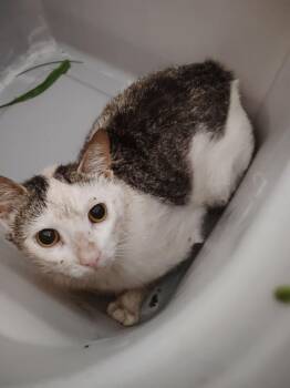 Taylor -  Domestic Short Hair Cat Available for Adoption in Republic, Missouri - Taylor | PetCurious