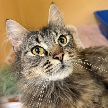 Peach -  Domestic Long Hair Cat for Adoption in East Hanover, New Jersey - Peach | PetCurious