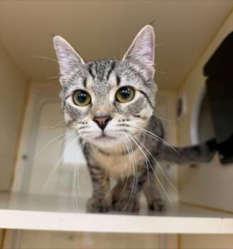 Adella -  Domestic Short Hair Cat for Adoption in Hamilton Township, New Jersey - Adella | PetCurious