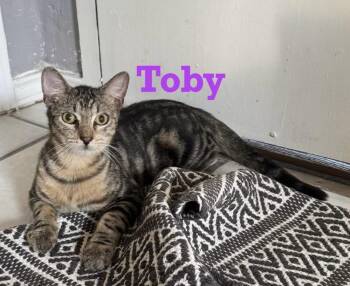 Rescue Bengal and Tabby Cats for Adoption - Toby | PetCurious