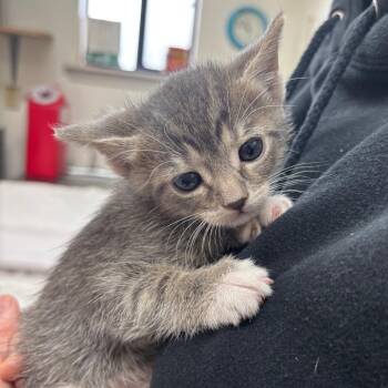 Domestic Short Hair Cats Available for Adoption in Taos, New Mexico - Sage | PetCurious