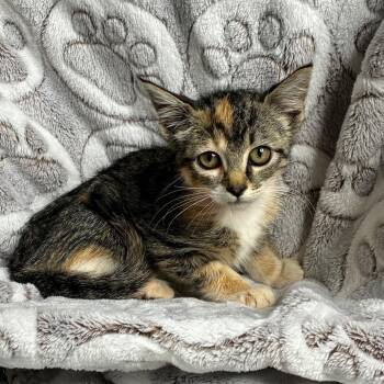 Keds -  Domestic Short Hair Cat for Adoption in Brownsboro, Alabama - Keds | PetCurious