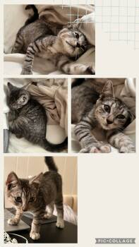 Rescue Domestic Short Hair Cats for Adoption in Trenton, New Jersey - Kae | PetCurious