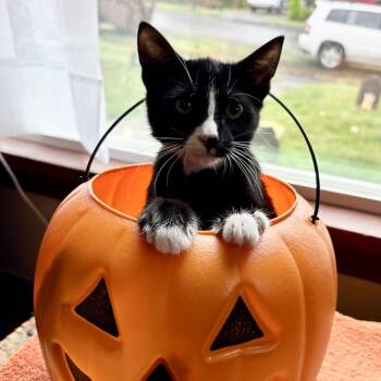 Rescue Domestic Short Hair Cats for Adoption in Cathlamet, Washington - Ferb | PetCurious