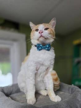 Woodstock -  Domestic Short Hair Cat for Adoption in Berwick, Pennsylvania - Woodstock | PetCurious