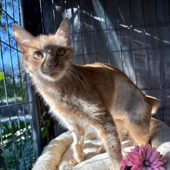 Clementine -  Domestic Short Hair Cat for Adoption in Calimesa, California - Clementine | PetCurious