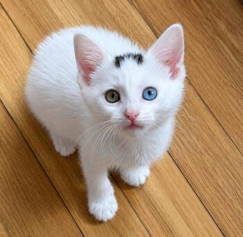 Beaumont -  Domestic Short Hair Cat for Adoption in Trenton, New Jersey - Beaumont | PetCurious