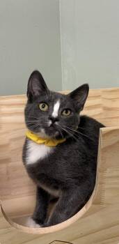 Irish Cream -  Domestic Short Hair Cat for Adoption in Picayune, Mississippi - Irish Cream | PetCurious