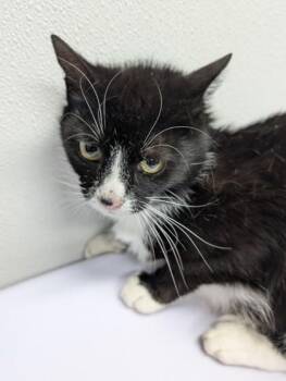 Domestic Short Hair Cats Available for Adoption in West Chester, Pennsylvania - Belle | PetCurious