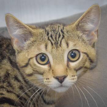 Miso -  Tabby and Domestic Short Hair Cat for Adoption in Huntley, Illinois - Miso | PetCurious