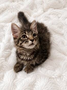 Jazzy -  Domestic Medium Hair Cat for Adoption in Phoenix, Arizona - Jazzy | PetCurious