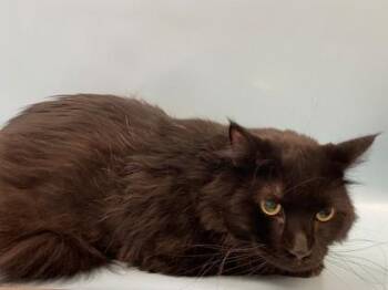 Maggie -  Domestic Medium Hair and Domestic Short Hair Cat for Adoption in Woodbury, Minnesota - Maggie | PetCurious