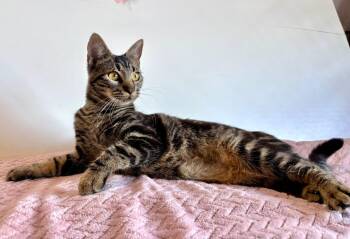 American Shorthair Cats Available for Adoption - Alexa | PetCurious