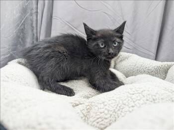 Domestic Short Hair Cats Available for Adoption in Grovetown, Georgia - A121225 | PetCurious