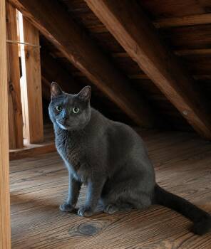 Smokey and Hershey -  Manx Cat for Adoption in Skaneateles, New York - Smokey And Hershey | PetCurious