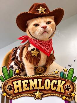 HEMLOCK -  Tiger Cat for Adoption in Gardner, Massachusetts - HEMLOCK | PetCurious