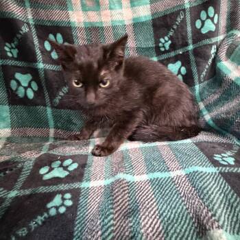 Sorrel -  Domestic Short Hair Cat for Adoption in Sequatchie, Tennessee - Sorrel | PetCurious