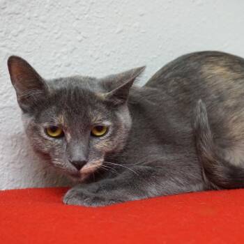 Domestic Short Hair Cats Available for Adoption in Fountain Hills, Arizona - Madelyn | PetCurious