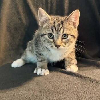 Domestic Short Hair Cats Available for Adoption in Belleville, Illinois - Fez | PetCurious