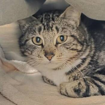 Carol -  Domestic Short Hair Cat Available for Adoption in Voorhees Township, New Jersey - Carol | PetCurious