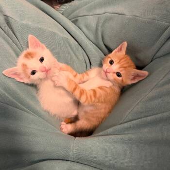 Domestic Short Hair Cats Available for Adoption - Skittles Rinaldi (best Friends With Kit Kat) | PetCurious