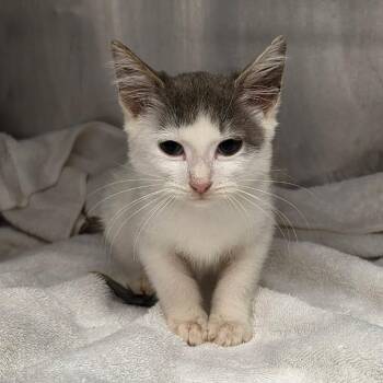 Gravy -  Domestic Short Hair Cat for Adoption in Martinsville, Virginia - Gravy | PetCurious