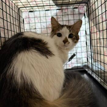 Domestic Short Hair Cats Available for Adoption in Philadelphia, Pennsylvania - Crowzy | PetCurious