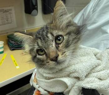 NEMO -  Domestic Long Hair Cat for Adoption in Colorado Springs, Colorado - NEMO | PetCurious