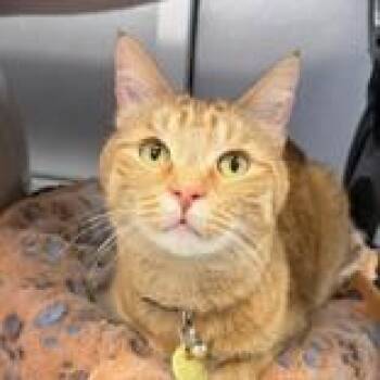 Domestic Short Hair Cats Available for Adoption in Lansing, Michigan - Monkey | PetCurious