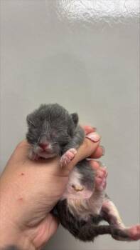 TRUFFLE - NEEDS A FOSTER -  Domestic Short Hair Cat for Adoption in Ontario, California - TRUFFLE - NEEDS A FOSTER | PetCurious