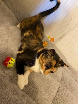 Rescue Domestic Short Hair Cats for Adoption in Ogden, Utah - Miss Callie | PetCurious