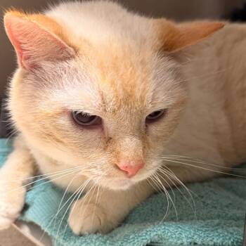 CURLY -  Siamese and Domestic Short Hair Cat for Adoption in Evansville, Indiana - CURLY | PetCurious