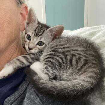 Sox - By Appointment - Chino Hills Location -  Domestic Short Hair Cat for Adoption in Chino Hills, California - Sox - By Appointment - Chino Hills Location | PetCurious