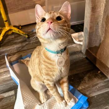 Hiraeth -  Domestic Short Hair Cat for Adoption - Hiraeth | PetCurious