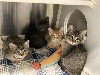 DOLL -  Domestic Short Hair Cat for Adoption in Tustin, California - DOLL | PetCurious
