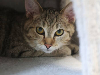 Rescue Domestic Short Hair Cats for Adoption in Virginia Beach, Virginia - Garrus Vakarian | PetCurious