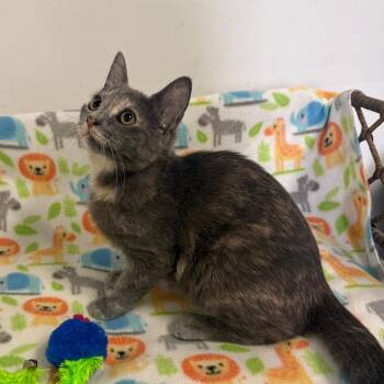 Domestic Short Hair Cats Available for Adoption - Sally | PetCurious