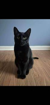 Rescue Domestic Short Hair Cats for Adoption in Massillon, Ohio - Dorothy | PetCurious