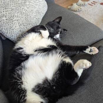 Mister Toosa -  Domestic Short Hair Cat for Adoption in New York, New York - Mister Toosa | PetCurious
