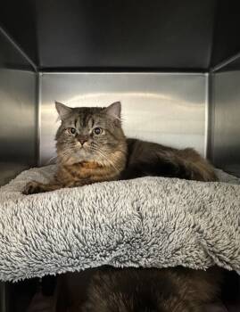 Rescue Persian Cats for Adoption in Sandy, Utah - Butternut Squash | PetCurious